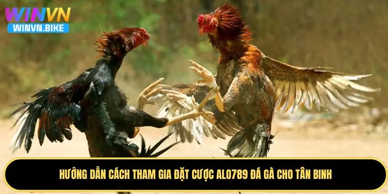 Alo789 Đá Gà - Nhà Cái Online Đáng Trải Nghiệm Tại WINVN 3 Quy trình tham gia cá cược chi tiết tại Alo789 chọi gà