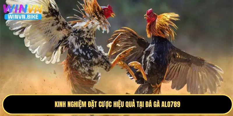 Alo789 Đá Gà - Nhà Cái Online Đáng Trải Nghiệm Tại WINVN 4 Kinh nghiệm tham gia cá cược đá gà Alo789 hiệu quả