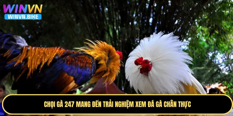 Đá Gà 247 WINVN – Đặt Cược Nhanh Chóng, Tỷ Lệ Thắng Cao 2 Lý do chọi gà 247 được nhiều hội viên yêu thích
