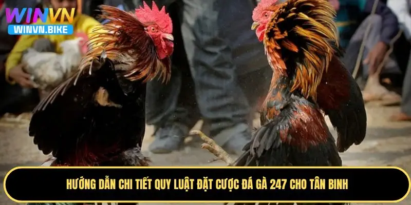 Đá Gà 247 WINVN – Đặt Cược Nhanh Chóng, Tỷ Lệ Thắng Cao 3 Luật chơi chọi gà 247 chi tiết cho thành viên mới