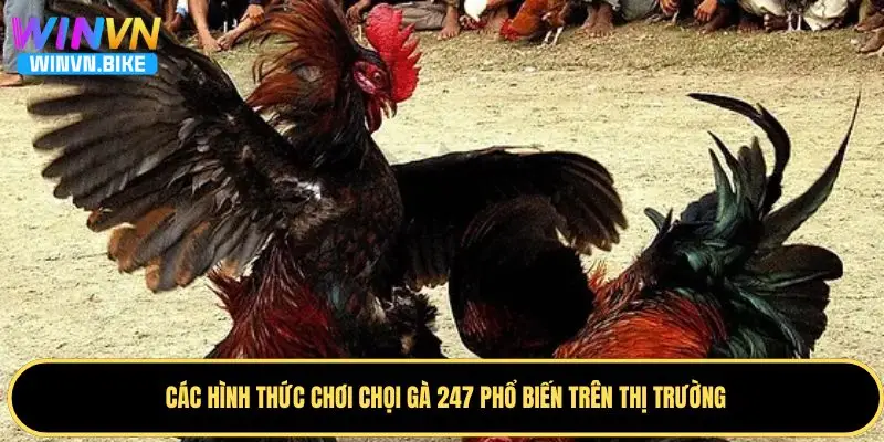 Đá Gà 247 WINVN – Đặt Cược Nhanh Chóng, Tỷ Lệ Thắng Cao 4 Các hình thức chơi chọi gà 247 phổ biến trên thị trường