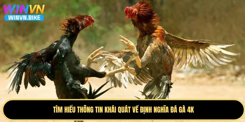 Đá Gà 4K WINVN – Trải Nghiệm Cá Cược Đỉnh Cao Năm 2025 1 Giới thiệu một vài thông tin cơ bản về đá gà 4K
