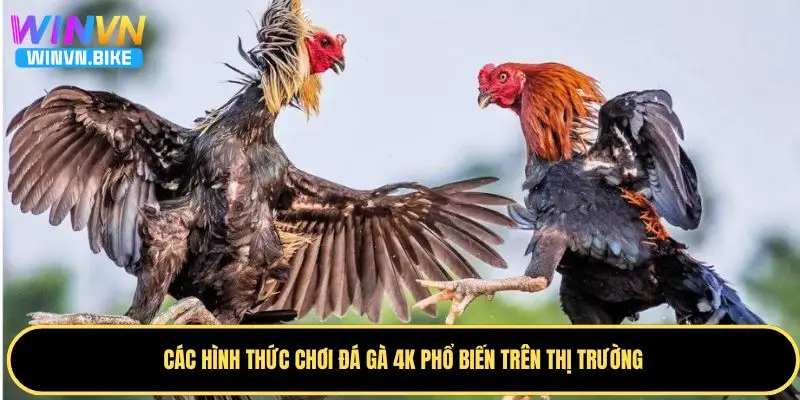 Đá Gà 4K WINVN – Trải Nghiệm Cá Cược Đỉnh Cao Năm 2025 3 Một số hình thức chơi chọi gà 4K phổ biến hiện nay