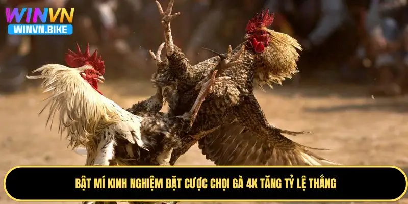 Đá Gà 4K WINVN – Trải Nghiệm Cá Cược Đỉnh Cao Năm 2025 4 Kinh nghiệm đặt cược chọi gà 4K hiệu quả tăng tỷ lệ thắng