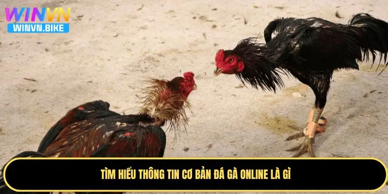Đá Gà Online Là Gì? Hướng Dẫn Cá Cược Đẳng Cấp Tại WINVN 1 Giới thiệu sơ lược về khái niệm đá gà online là gì