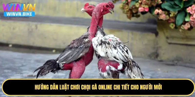 Đá Gà Online Là Gì? Hướng Dẫn Cá Cược Đẳng Cấp Tại WINVN 2 Quy luật chơi chọi gà online chi tiết cho thành viên