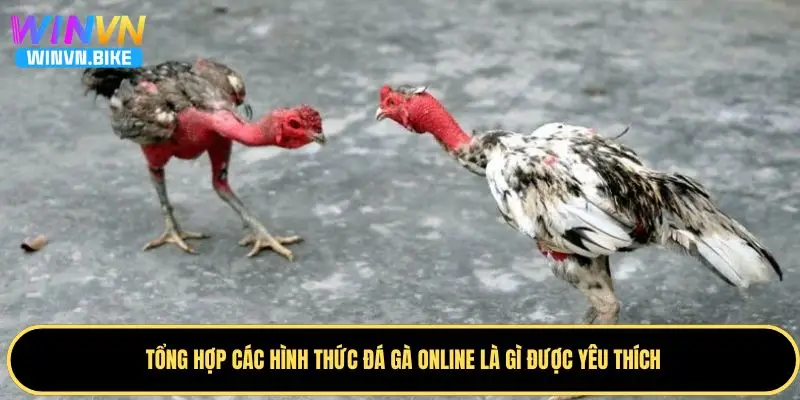 Đá Gà Online Là Gì? Hướng Dẫn Cá Cược Đẳng Cấp Tại WINVN 3 Một số hình thức chọi gà online được yêu thích nhất