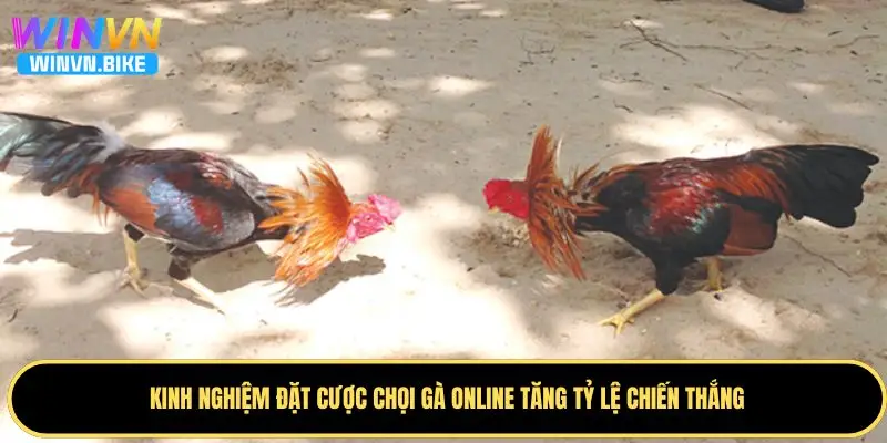 Đá Gà Online Là Gì? Hướng Dẫn Cá Cược Đẳng Cấp Tại WINVN 4 Kinh nghiệm đặt cược chọi gà online tăng tỷ lệ thắng