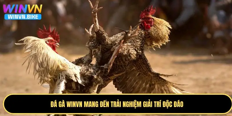 Đá Gà WINVN - Sân Chơi Đẳng Cấp Với Công Nghệ Livestream 1 Tìm hiểu về đá gà WINVN chuẩn nhất