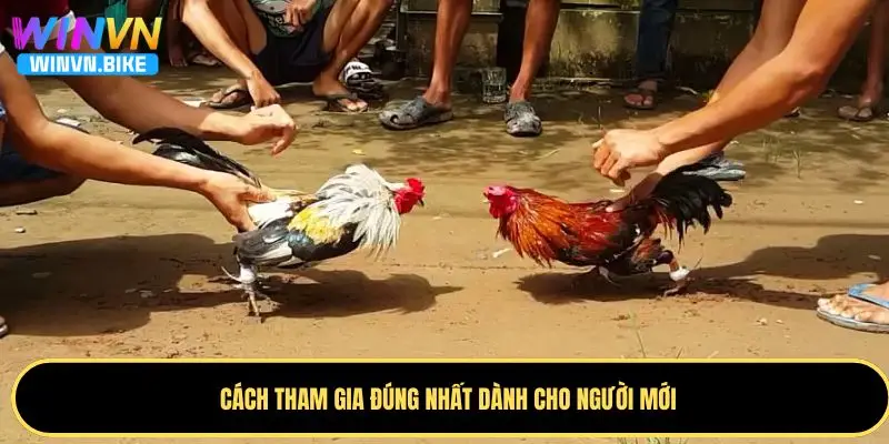 Đá Gà WINVN - Sân Chơi Đẳng Cấp Với Công Nghệ Livestream 2 Các bước tham gia đá gà WINVN cho người mới