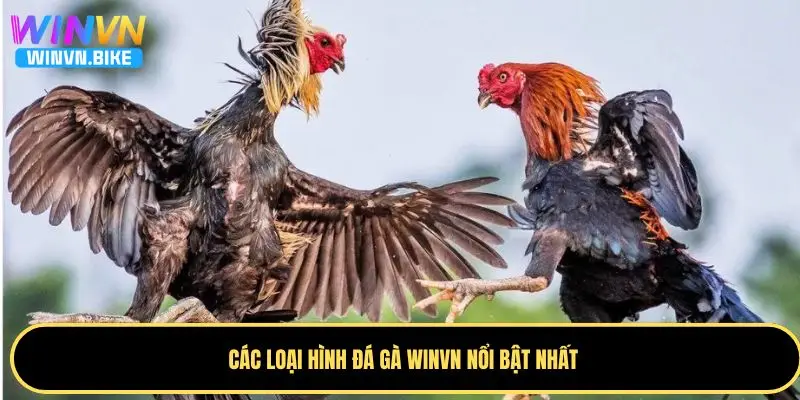 Đá Gà WINVN - Sân Chơi Đẳng Cấp Với Công Nghệ Livestream 3 Loại hình nổi bật nhất trên WINVN