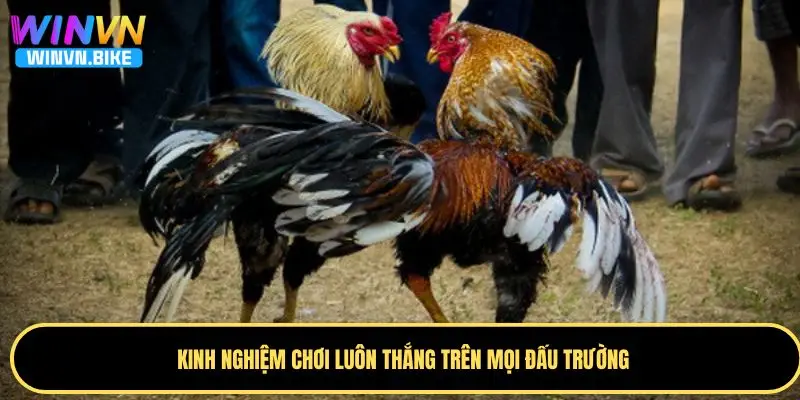 Đá Gà WINVN - Sân Chơi Đẳng Cấp Với Công Nghệ Livestream 4 Bỏ túi kinh nghiệm chơi đá gà WINVN