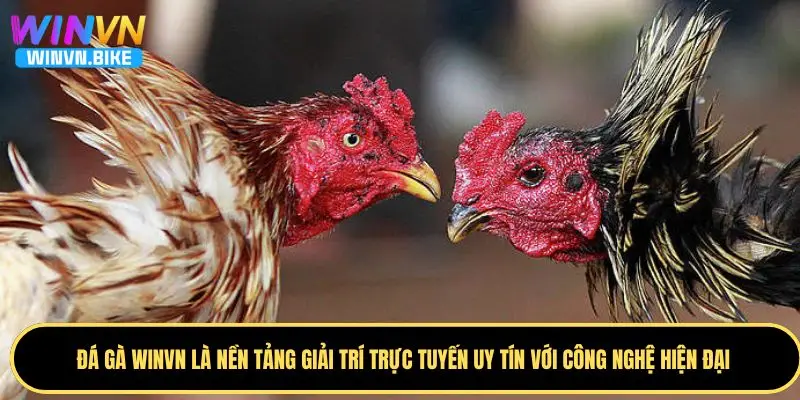 Đá Gà WINVN - Sân Chơi Đẳng Cấp Với Công Nghệ Livestream 5 Tại sao đá gà WINVN lại được ưu thích?
